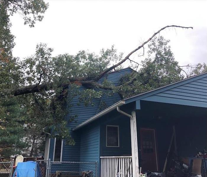 Blue framed house with a large fallen tree that broken into the roof