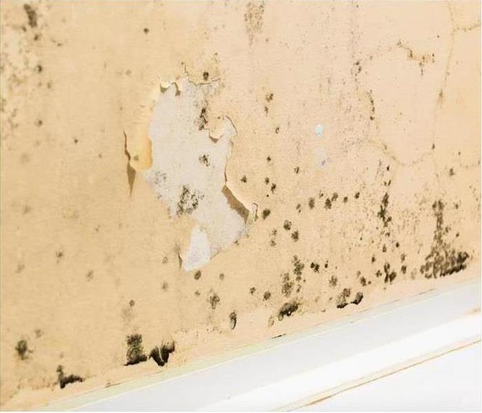 Flakey Paint with Mold on Wall